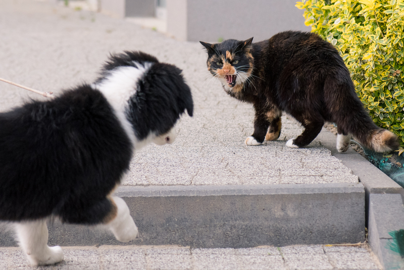 O silvo do seu gatinho | Shutterstock Photo by DenisNata