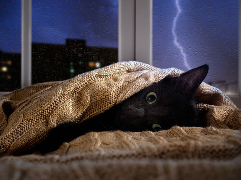 Gatos tem medo de tempestades | Shutterstock Photo by Irina Kozorog
