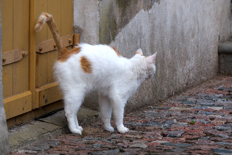 Seu gato soltou líquido fedido? | Shutterstock Photo by Igor Shoshin