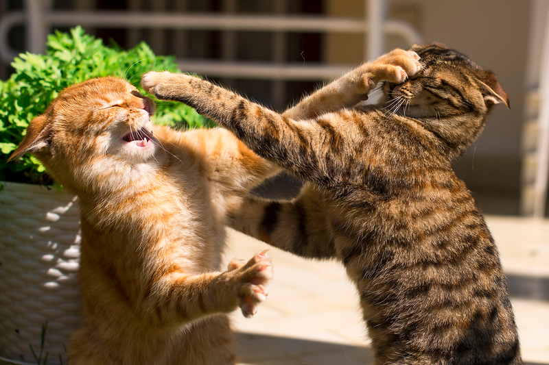 Gatos lutadores | Shutterstock Photo by Mariya Ilmaz