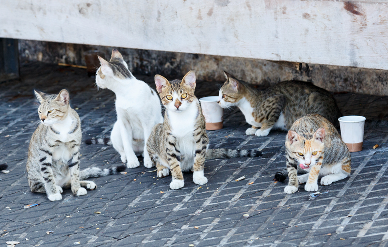 Colônias de gatos | Shutterstock Photo by S1001