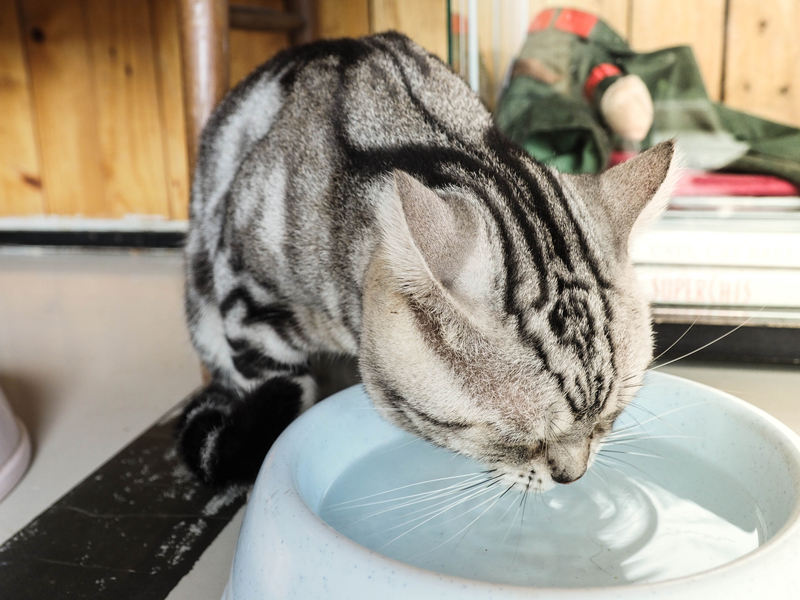 Gatos bebem muita água | Shutterstock Photo by superbank stock