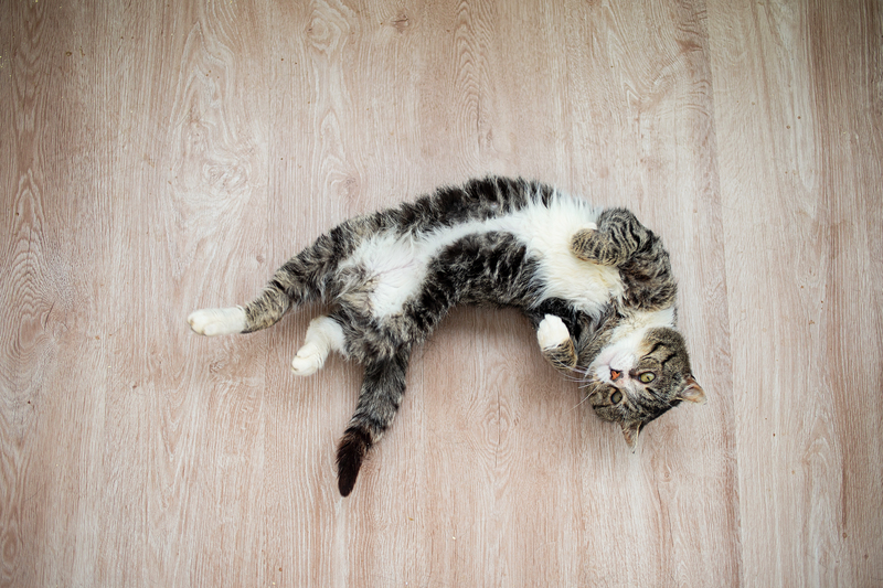 Se contorcendo no chão | Shutterstock Photo by Alex Zotov