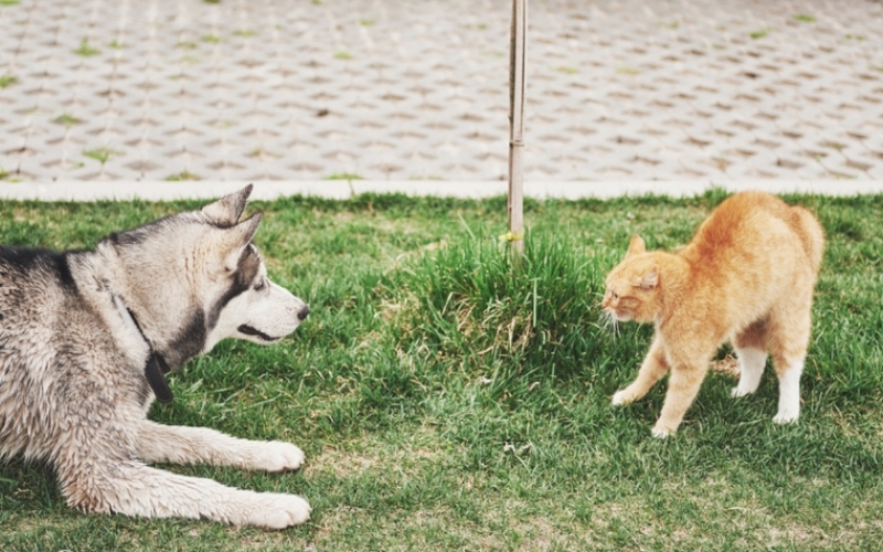 Gatos não gostam de cães | Getty Images Photo by standret