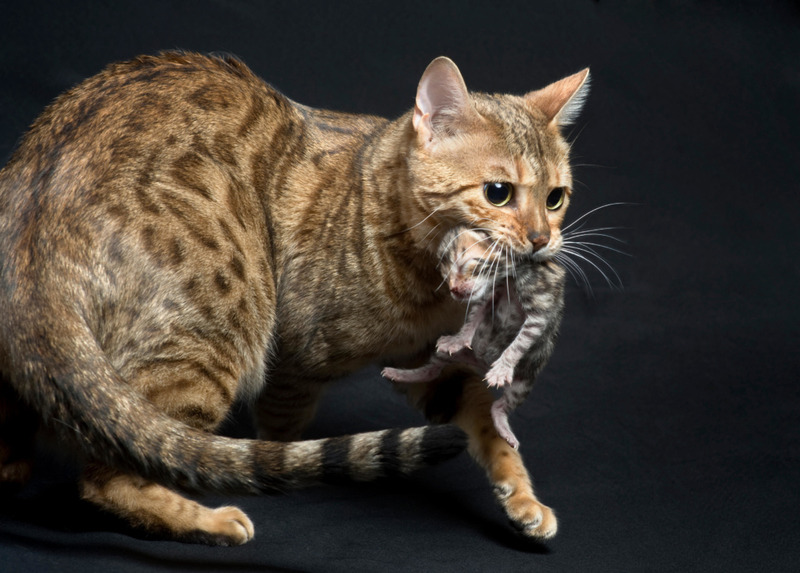 Pegar o gato pelo cangote | Alamy Stock Photo by Katherine Gaines 