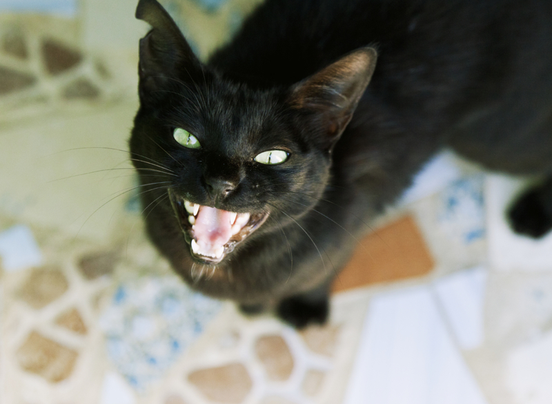 Entenda os miados do seu gato | Getty Images Photo by Antje Schley Photography