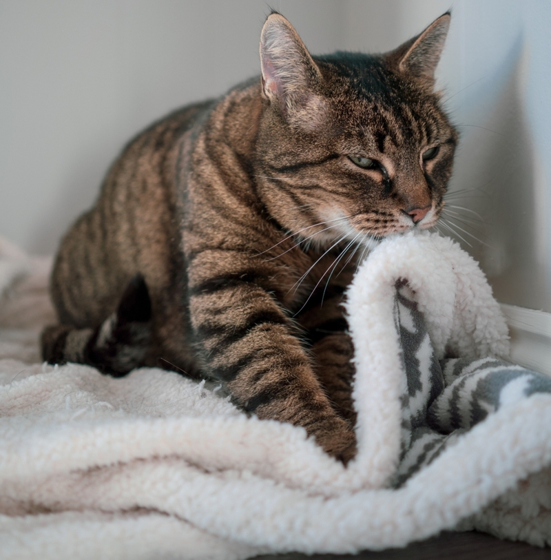 Gatos adoram cobertores | Shutterstock Photo by Arne J. Enggrav