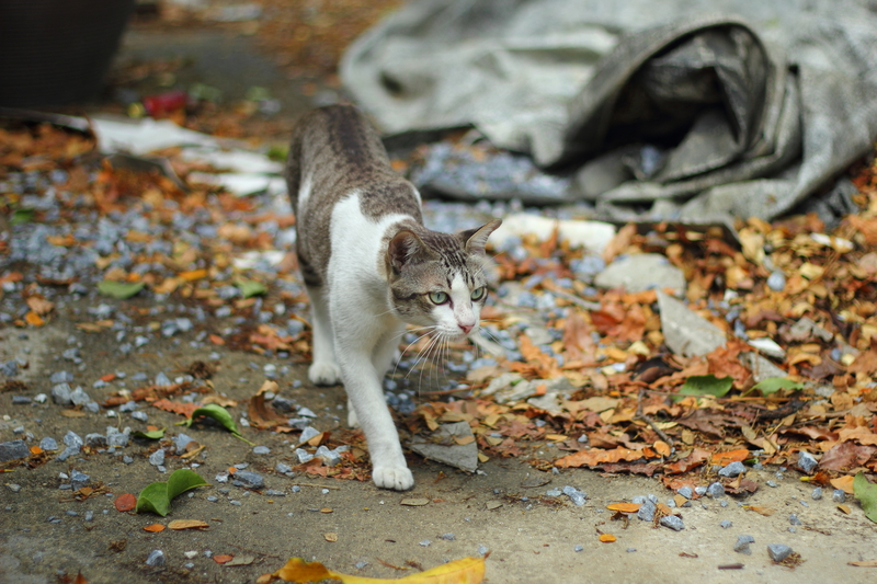 Gatos gostam de terra | Shutterstock Photo by Thiraphut Anusakulroj