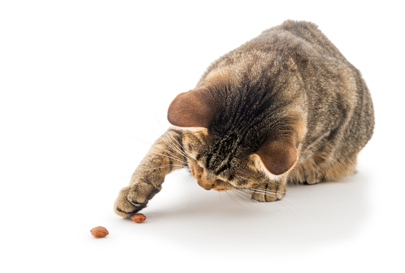 Brincando com a comida | Getty Images Photo by CHUYN