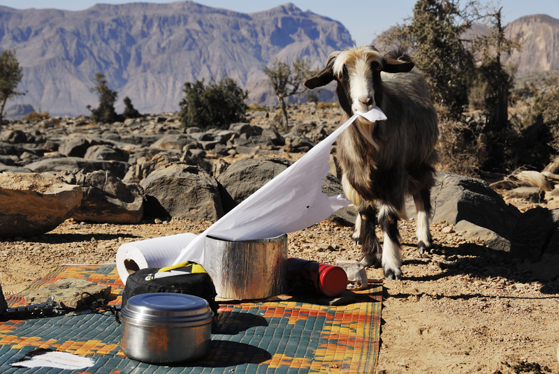 La cabra lo consiguió | Getty Images Photo by Jason Jones Travel Photography
