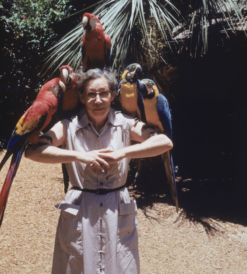 Una señora, cinco guacamayos | Getty Images Photo by Dennis Hallinan