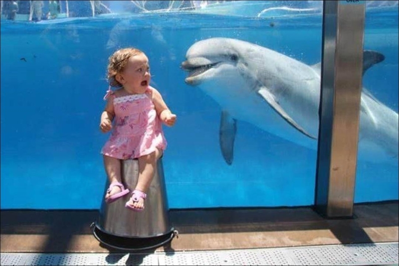 Bebé conoce a delfín | Imgur.com/pS1mS