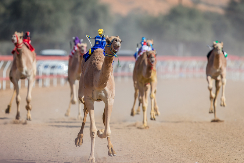 Existe Uma Corrida Robótica De Camelos Em Dubai | Getty Images Photo by - SOPA Images 