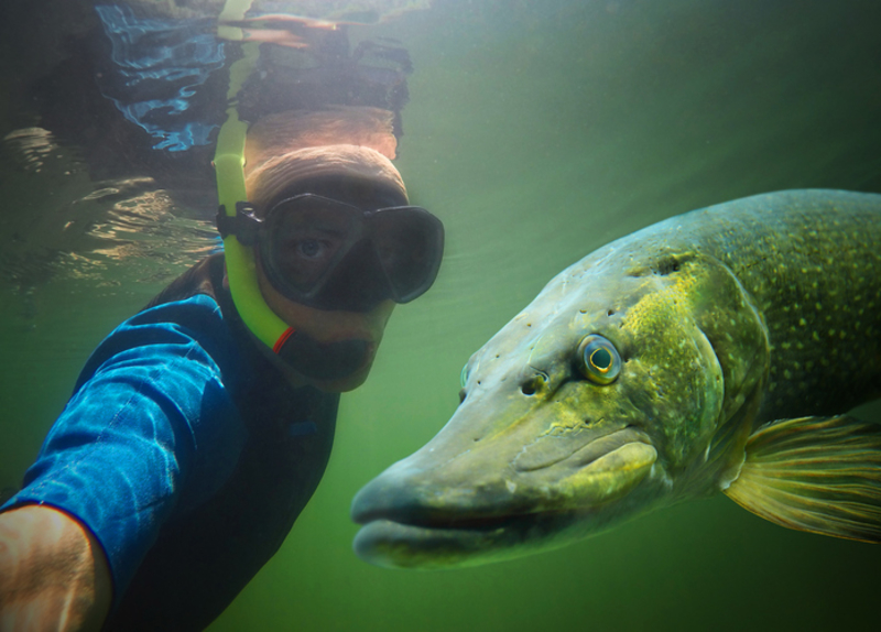 High-Five Com O Peixe Lúcio | Getty Images Photo by abadonian