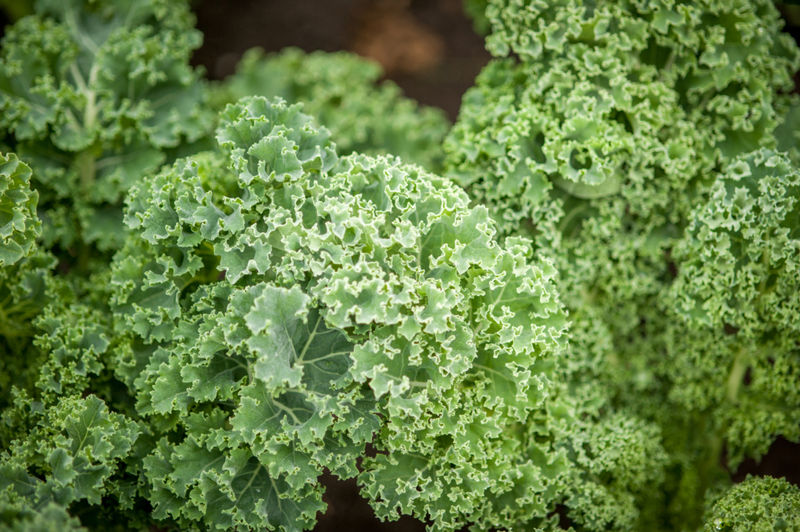 Greens are Good for You | Getty Images Photo by Edwin Remsburg/VW Pics