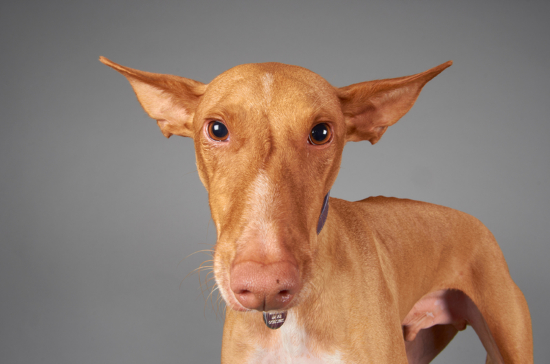 Ibizan Hound: $1,200 | Alamy Stock Photo by Robert Lloyd-Ashton