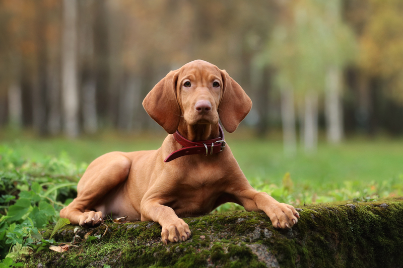 Vizsla: $2,000 | Ivanova N/Shutterstock