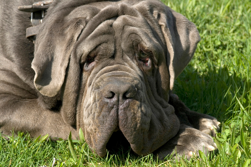 Neapolitan Mastiff: $5,000 | Alamy Stock Photo by Schanz, U./juniors@wildlife/Juniors Bildarchiv GmbH