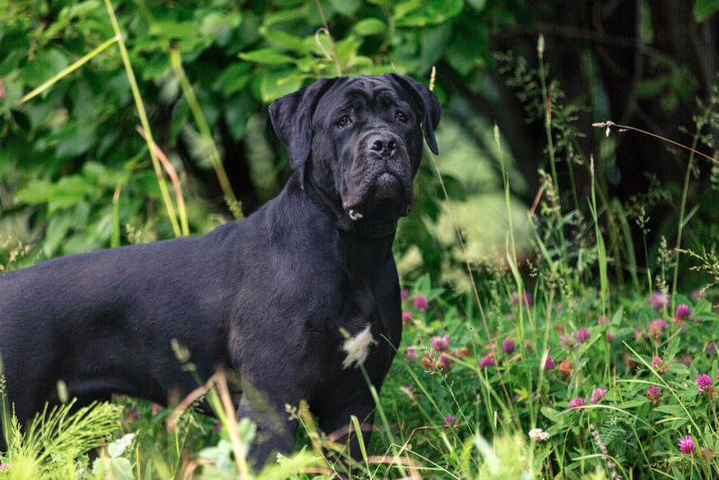 Cane Corso: $4,000 | Osetrik/Shutterstock