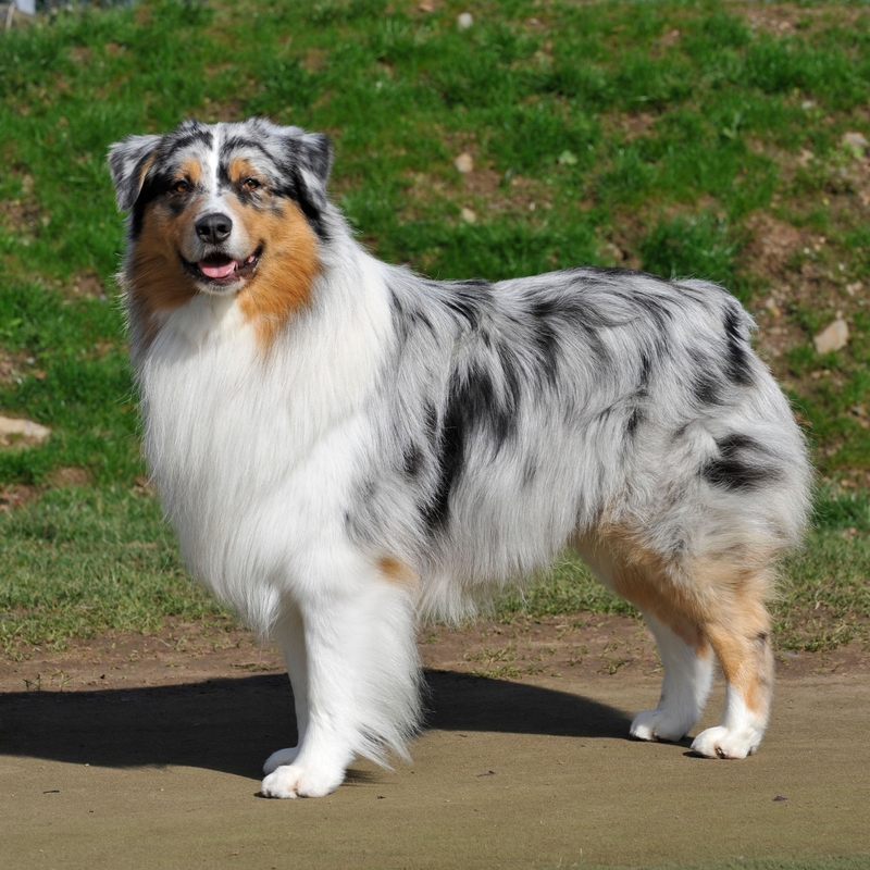 Australian Shepherd: $2,000 | Alamy Stock Photo by Farlap 