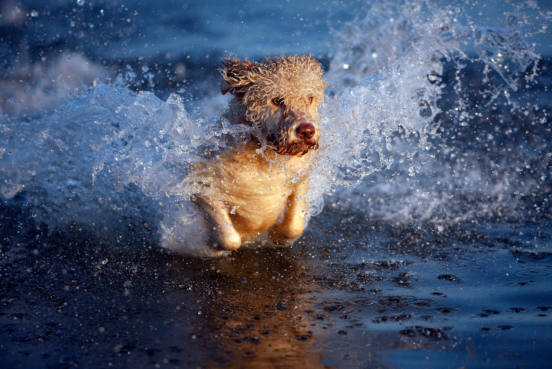 Portuguese Water Dog: $1,400 | Alamy Stock Photo by Julia Christe/fStop Images GmbH 