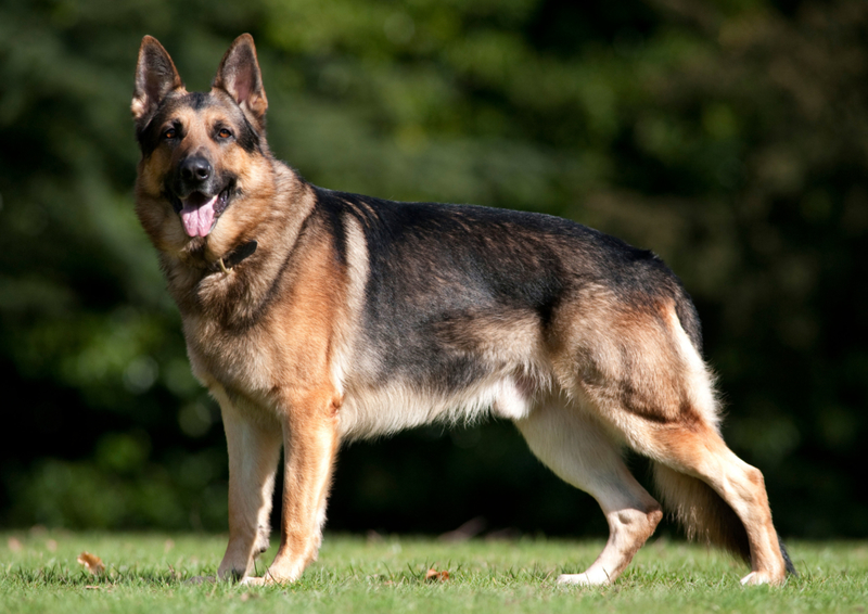 German shepherd: $1,500 | Alamy Stock Photo by Robert Pickett/Papilio