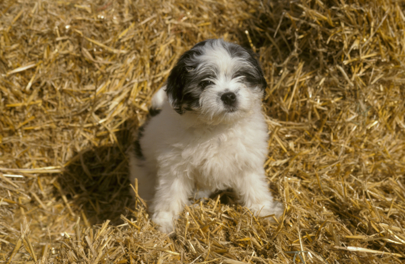 Löwchen: $12,000 | Alamy Stock Photo by David Hosking