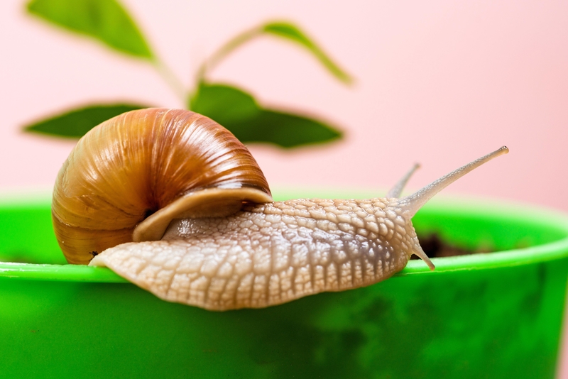 Impedir A Presença De Caracóis Nas Plantas | Alamy Stock Photo by Volodymyr Tverdokhlib