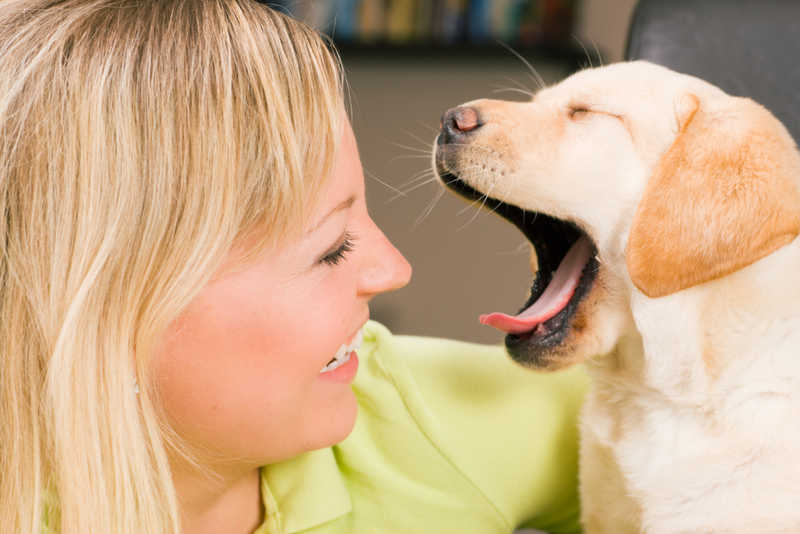 Perro soñoliento | Shutterstock