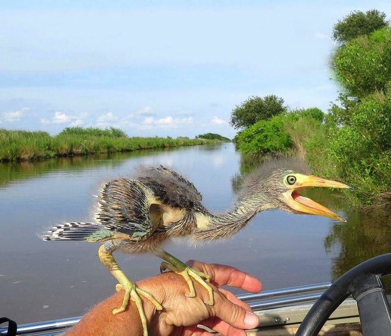 A Very Dinosaur-looking Baby Blue Heron | Imgur.com/JJJFrank