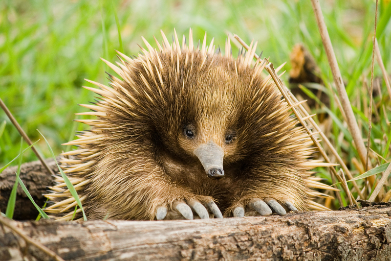 Ameisenigel | Alamy Stock Photo