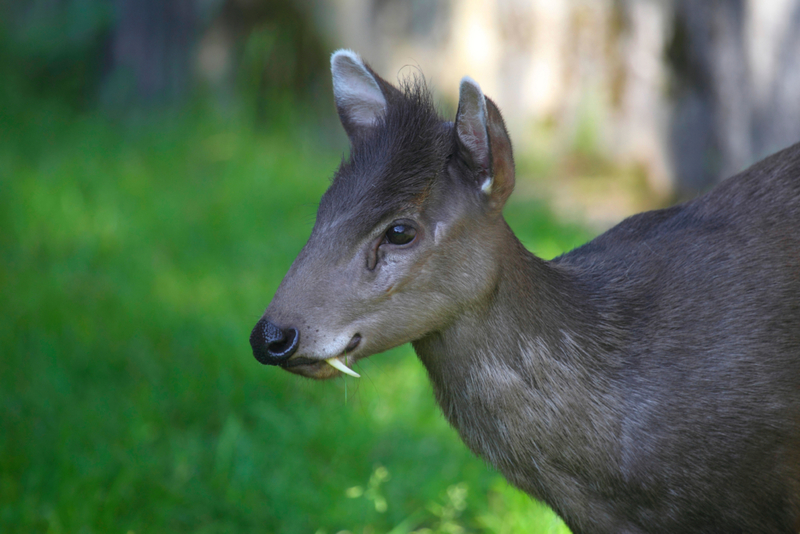 Schopfhirsch | Alamy Stock Photo