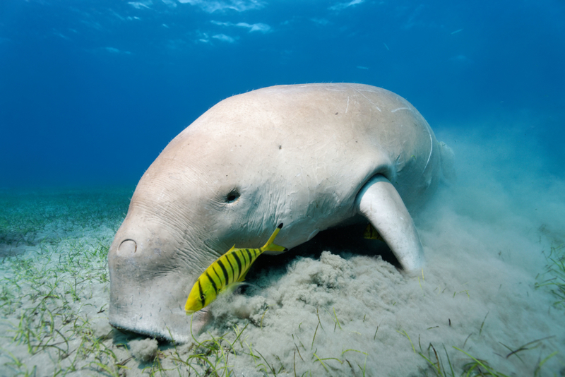 Dugong | Alamy Stock Photo