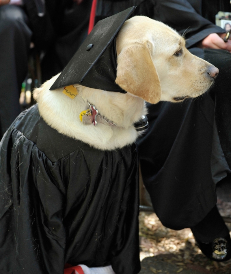 This Golden Retriever Received An Honorary Degree From Johns Hopkins University | Getty Images Photo by Paul Marotta