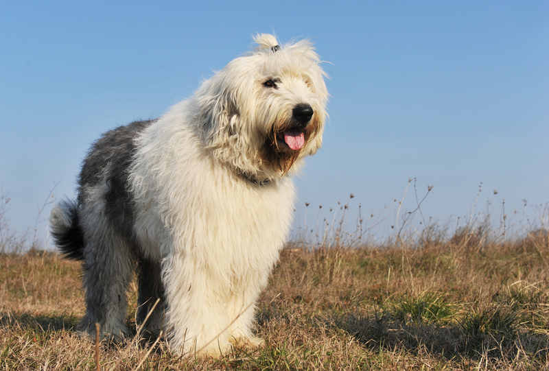 Old English Sheepdog | cynoclub/Shutterstock 