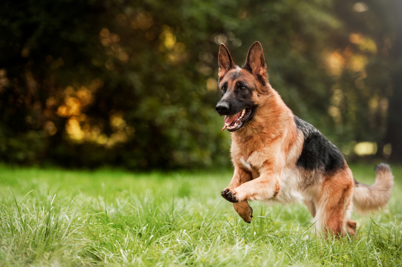 German Shepherd | ANNA TITOVA/Shutterstock 