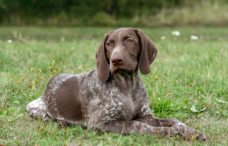 German Shorthaired Pointer | EvaHeaven2018/Shutterstock 