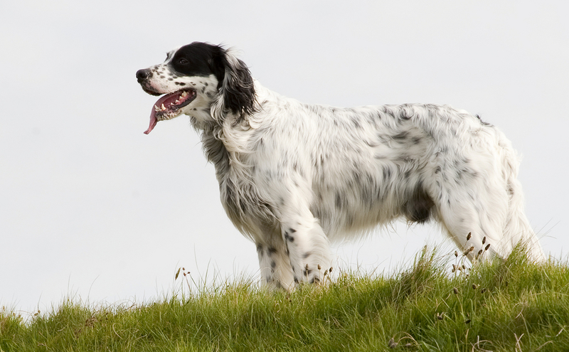 English Setter | Jan Ke/Shutterstock 