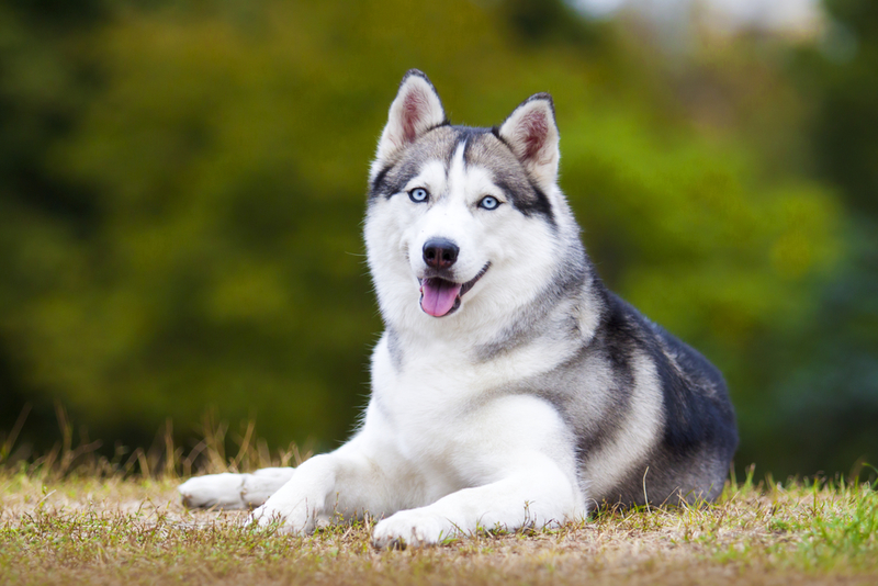 Siberian Husky | Sbolotova/Shutterstock 