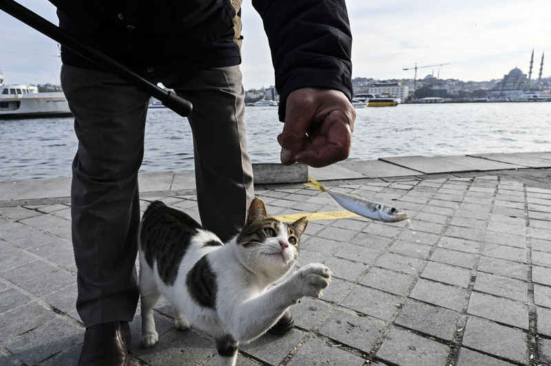 Por favor? | Getty Images Photo by Arife Karakum/Anadolu Agency 