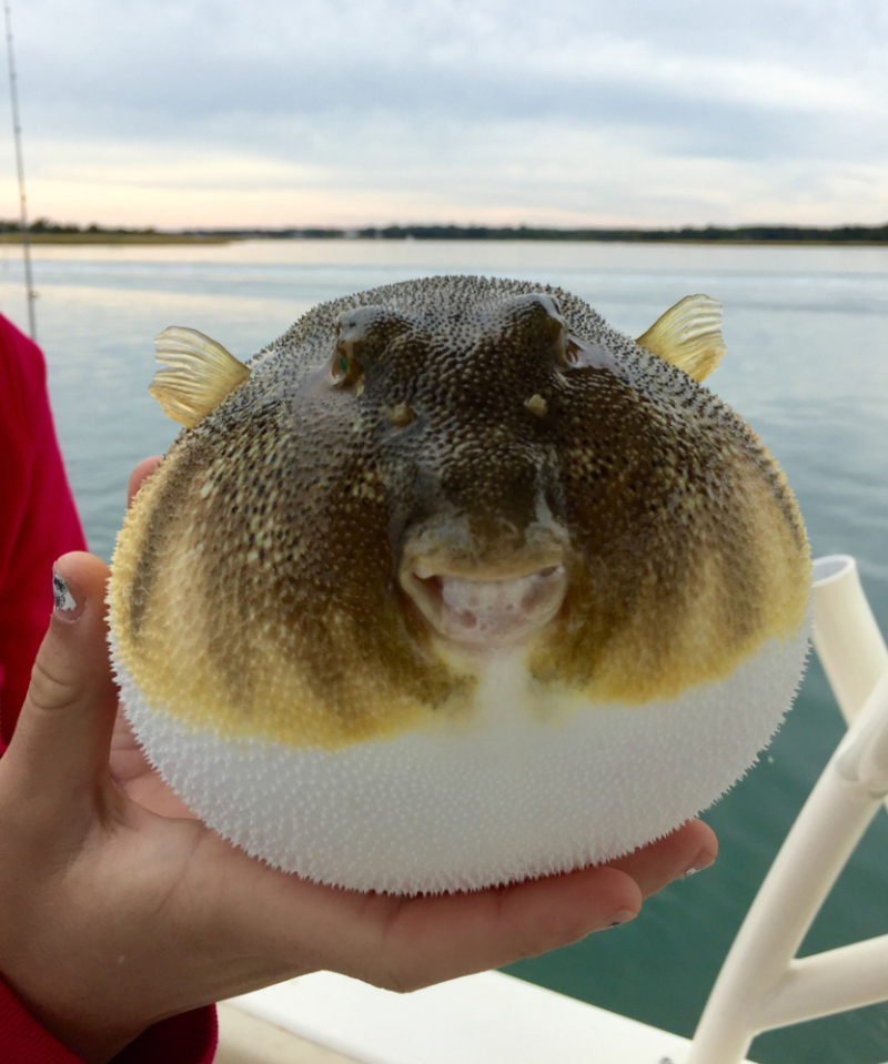 Peixe fofão | Shutterstock