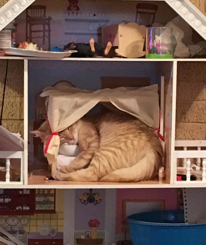 Cualquier puerto sirve en una tormenta, todo es una cama para un gato cansado | Reddit.com/DaFrikinPope