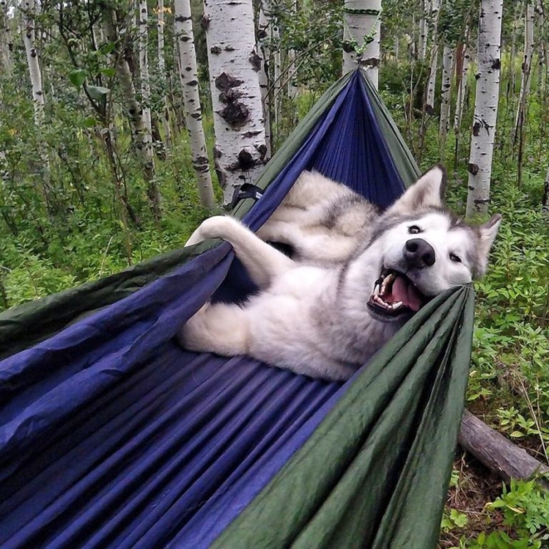 Cachorrinho No Estilo Acampamento | Imgur.com/Zenaxic