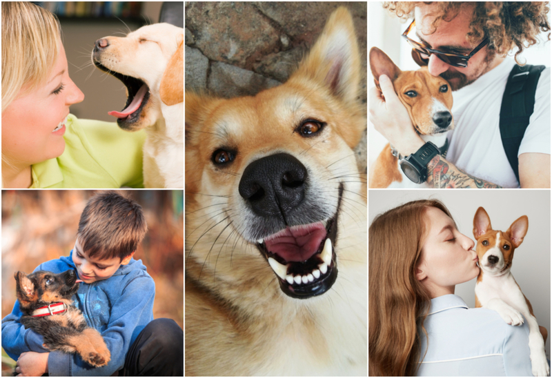Cachorros Fofos São Resgatados E Vão Para Casa Com Suas Novas Famílias | Shutterstock