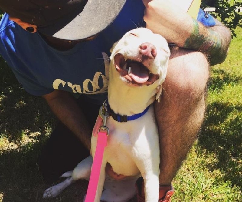 Pit Bull Sorridente | Facebook/@megan.jordan.963