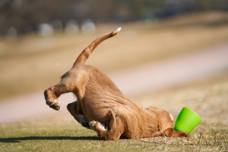 Doggo taucht ab | Getty Images Photo by ROMAOSLO