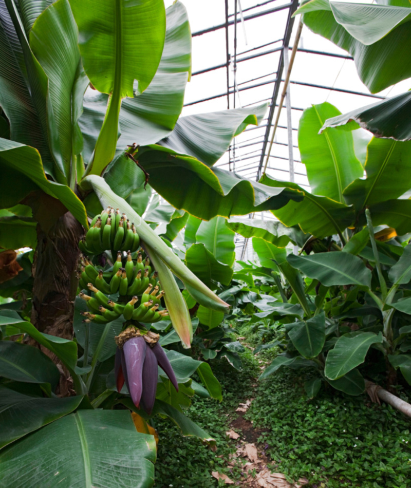 Iceland Has Europe’s Largest Banana Plantation | Alamy Stock Photo by COMPAGNON Bruno/SAGAPHOTO.COM