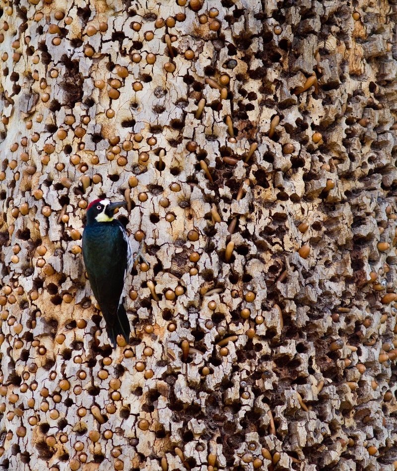 Esperamos Que Você Goste de Buracos Pequenos | Shutterstock