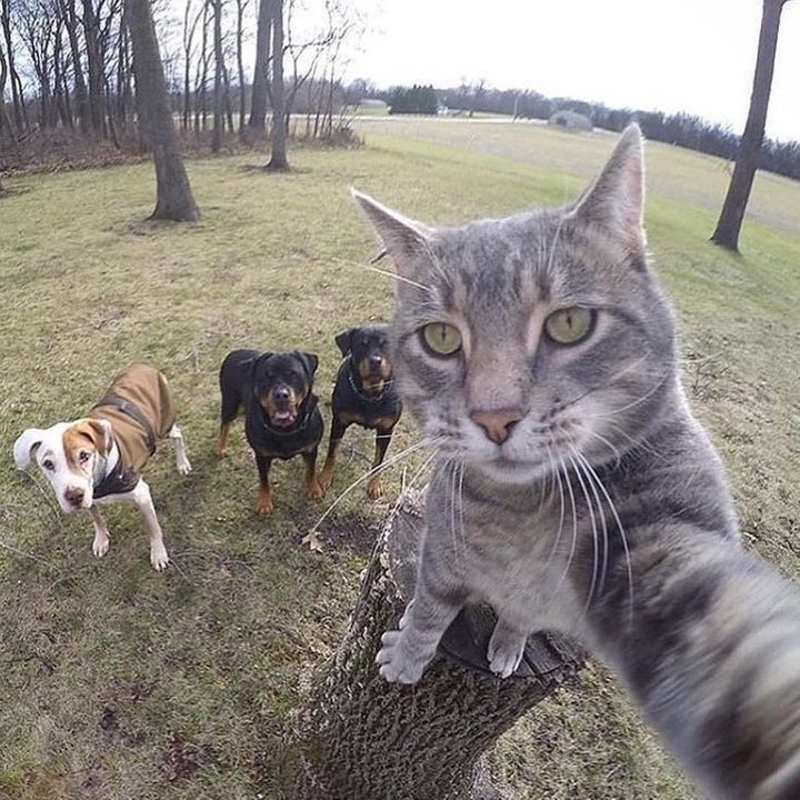 A Melhor Selfie de Todas | Imgur.com/Ym1FpHL