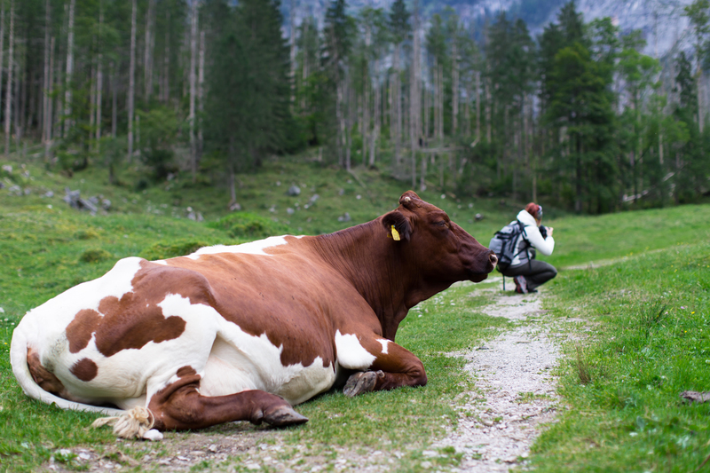 Um Mugido Ouvido Em Todo O Mundo | Alamy Stock Photo